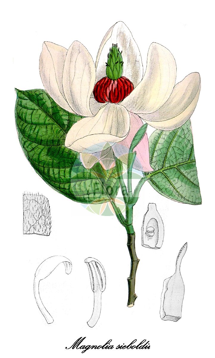 Magnolia sieboldii - Magnoliaceae,Plantae,Pteridobiotina,Angiosperms,Magnoliales,Magnoliaceae,Magnolia,Magnolia sieboldii,Oyama sieboldii,Sommer-Magnolie;Siebolds Magnolie
