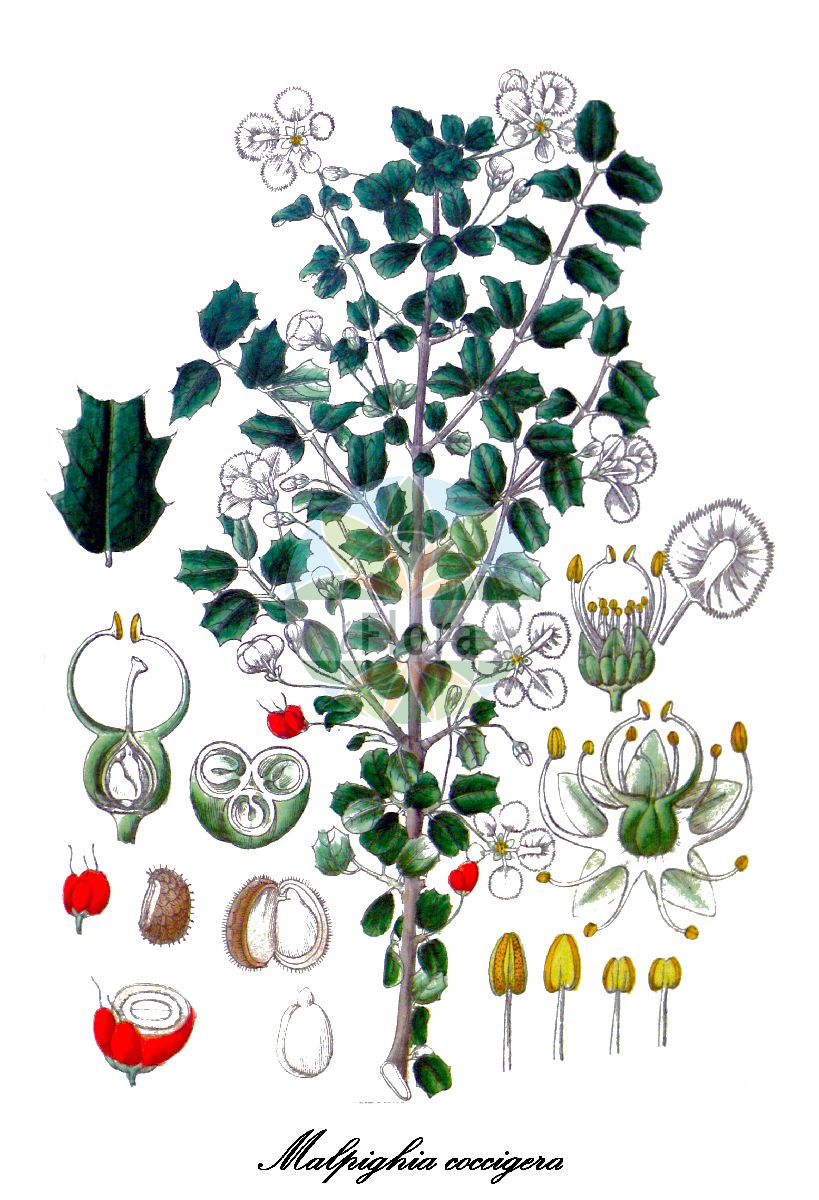 Historische Abbildung von Malpighia coccigera. Das Bild zeigt Blatt, Bluete, Frucht und Same. ---- Historical Drawing of Malpighia coccigera. The image is showing leaf, flower, fruit and seed.(Malpighia coccigera,Malpighia,Malpighiaceae,Malpighia Family,Blatt,Bluete,Frucht,Same,leaf,flower,fruit,seed,Wight (1840-1850))