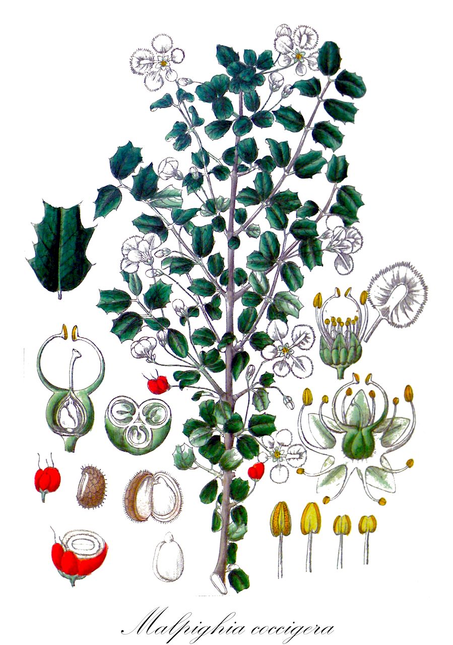 Malpighia coccigera - Malpighiaceae,Plantae,Pteridobiotina,Angiosperms,Malpighiales,Malpighiaceae,Malpighia,Malpighia coccigera,Malpighia coccifera, Malpighia coccigera var. coccigrya, Malpighia coccigera var. ilicifolia, Malpighia coccigera var. microphylla, Malpighia coccigrya, Malpighia erinacea, Malpighia heranthera, Malpighia heterantha, Malpighia heteranthera, Malpighia heteranthera