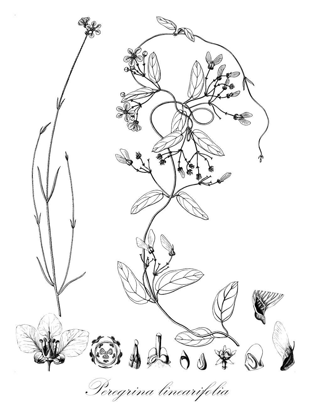 Peregrina linearifolia - Malpighiaceae,Plantae,Pteridobiotina,Angiosperms,Malpighiales,Malpighiaceae,Peregrina,Peregrina linearifolia,Aspicarpa linearifolia, Camarea juncea, Gaudichaudia linearifolia, Janusia linearifolia