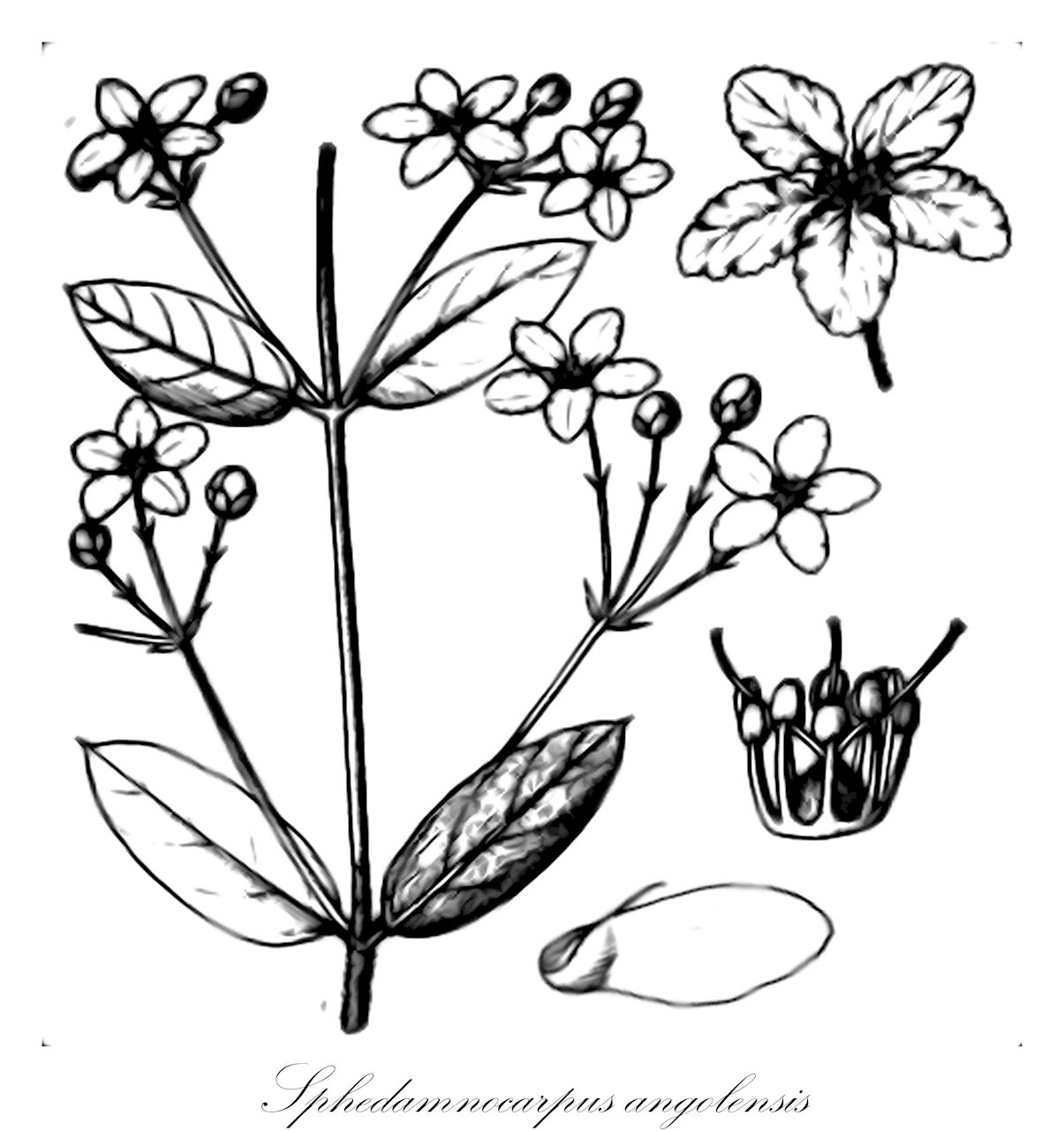 Sphedamnocarpus angolensis - Malpighiaceae,Plantae,Pteridobiotina,Angiosperms,Malpighiales,Malpighiaceae,Sphedamnocarpus,Sphedamnocarpus angolensis