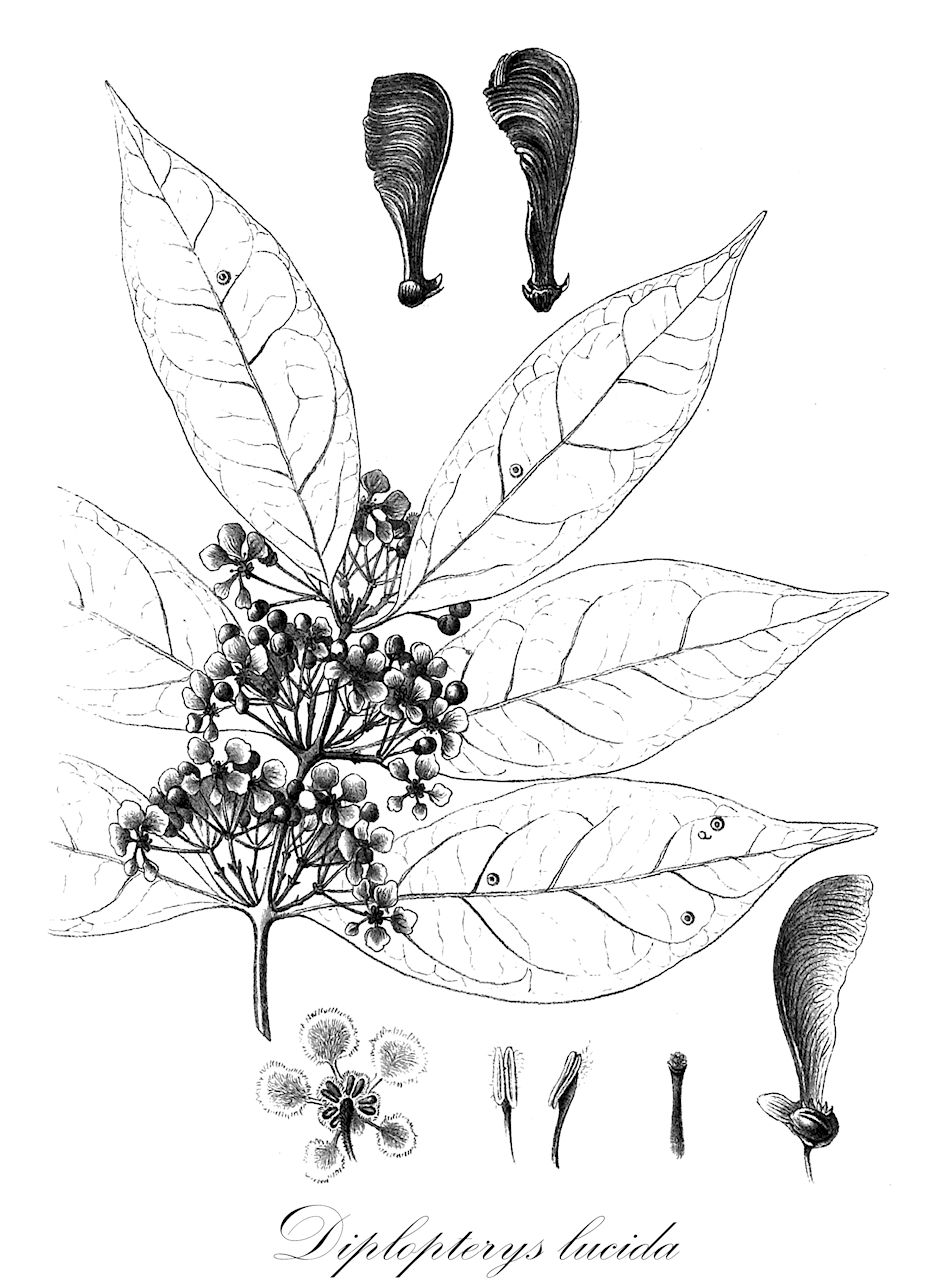 Diplopterys lucida - Malpighiaceae,Plantae,Pteridobiotina,Angiosperms,Malpighiales,Malpighiaceae,Diplopterys,Diplopterys lucida,Banisteria appendiculata, Banisteria calocarpa, Banisteria divaricata, Banisteria lobulata, Banisteria lucida, Banisteria polita, Banisteriopsis lucida, Diplopterys marsballiana, Heteropterys appendiculata, Stigmaphyllon nigrescens, Triopterys divaricata