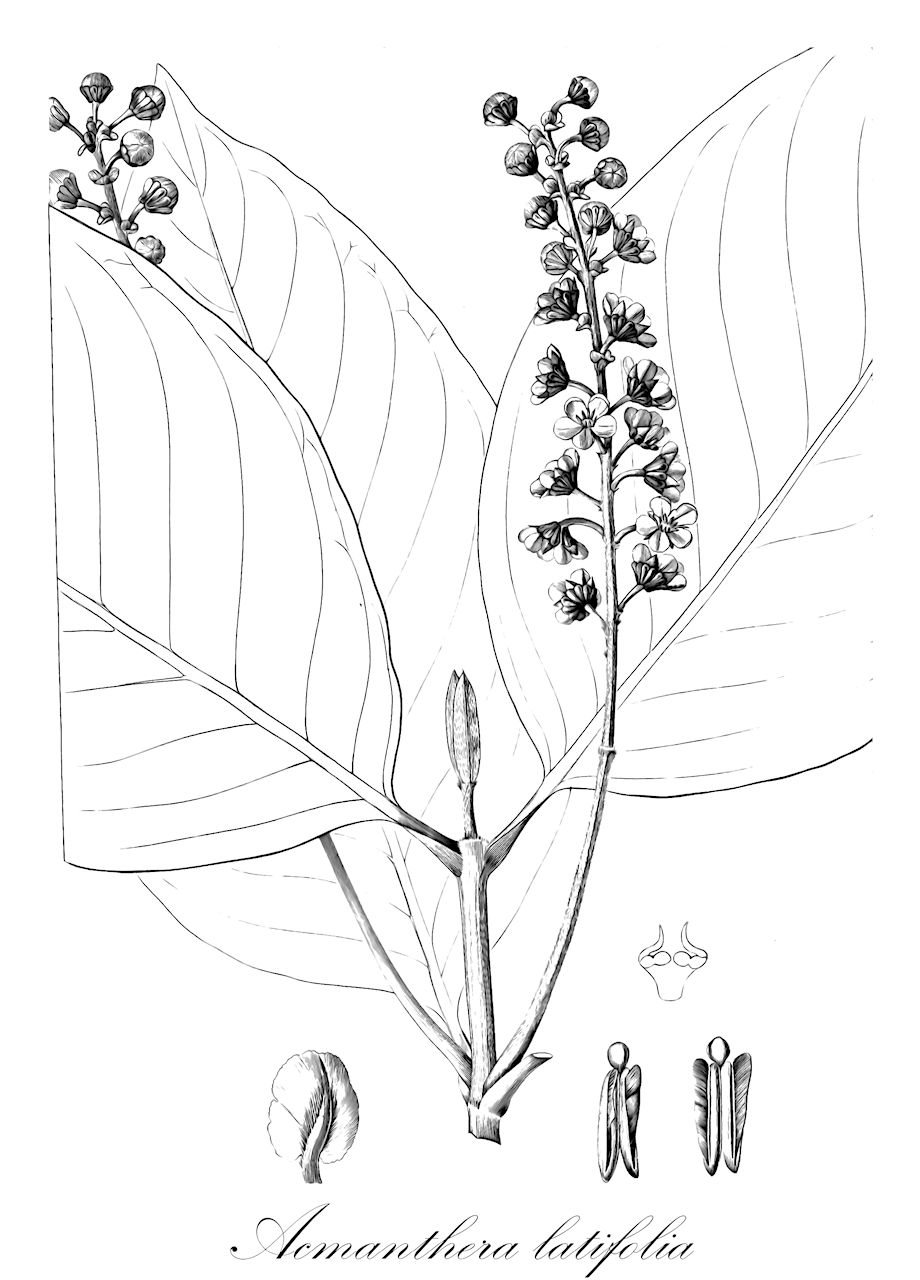 Acmanthera latifolia - Malpighiaceae,Plantae,Pteridobiotina,Angiosperms,Malpighiales,Malpighiaceae,Acmanthera,Acmanthera latifolia,Pterandra latifolia