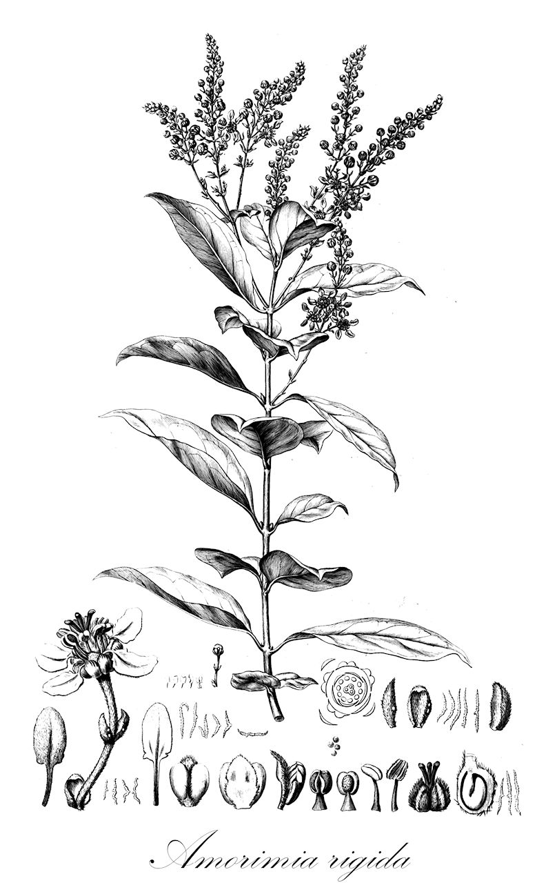 Amorimia rigida - Malpighiaceae,Plantae,Pteridobiotina,Angiosperms,Malpighiales,Malpighiaceae,Amorimia,Amorimia rigida,Hiraea rigida, Mascagnia rigida