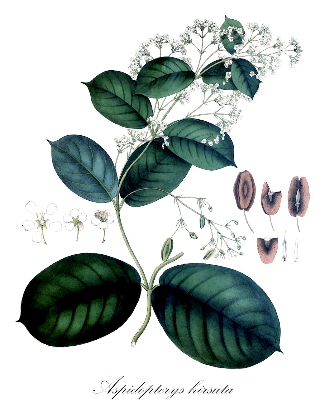 Aspidopterys hirsuta - Malpighiaceae,Plantae,Pteridobiotina,Angiosperms,Malpighiales,Malpighiaceae,Aspidopterys,Aspidopterys hirsuta,Aspidopterys hirsuta var. thorelii, Hiraea hirsuta