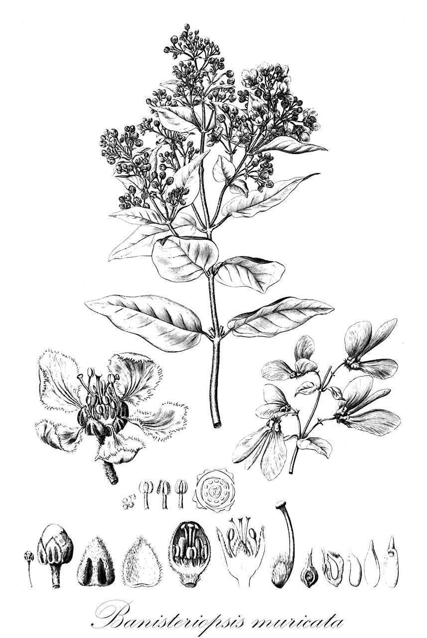 Banisteriopsis muricata - Malpighiaceae,Plantae,Pteridobiotina,Angiosperms,Malpighiales,Malpighiaceae,Banisteriopsis,Banisteriopsis muricata,Banisteria acanthocarpa, Banisteria acanthocarpa var. eglandulosa, Banisteria acanthocarpa var. glandulifera, Banisteria argentea, Banisteria argentea f. eglandulosa, Banisteria argentea f. glandulifera, Banisteria argentea var. acuminata, Banisteria argentea var. obtusiuscula, Banisteria argentea var. transiens, Banisteria atrosanguinea, Banisteria atrosanguinea var. benthamiana, Banisteria benthamiana, Banisteria bicolor, Banisteria illustris, Banisteria metallicolor, Banisteria metallicolor f. eglandulosa, Banisteria metallicolor f. glandulifera, Banisteria metallicolor var. aurea, Banisteria metallicolor var. falcata, Banisteria metallicolor var. pruinosa, Banisteria metallicolor var. sericea, Banisteria metallicolor var. subrotunda, Banisteria metallicolor var. subsalicina, Banisteria muricata, Banisteria muricata var. atrosanguinea, Banisteria pruinosa, Banisteria sanguinea var. benthamiana, Banisteria schlimii, Banisteria schomburgkiana, Banisteria williamsii, Banisteriopsis argentea, Banisteriopsis illustris, Banisteriopsis metallicolor, Banisteriopsis metallicolor var. sericea, Banisteriopsis metallicolor var. subrotunda, Banisteriopsis schomburgkiana, Banisteriopsis williamsii, Heteropterys argentea, Heteropterys pirayuensis