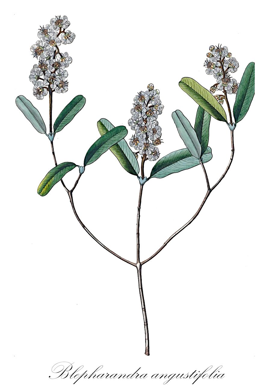 Blepharandra angustifolia - Malpighiaceae,Plantae,Pteridobiotina,Angiosperms,Malpighiales,Malpighiaceae,Blepharandra,Blepharandra angustifolia,Byrsonima angustifolia, Callyntranthele angustifolia, Malpighia pruinosa
