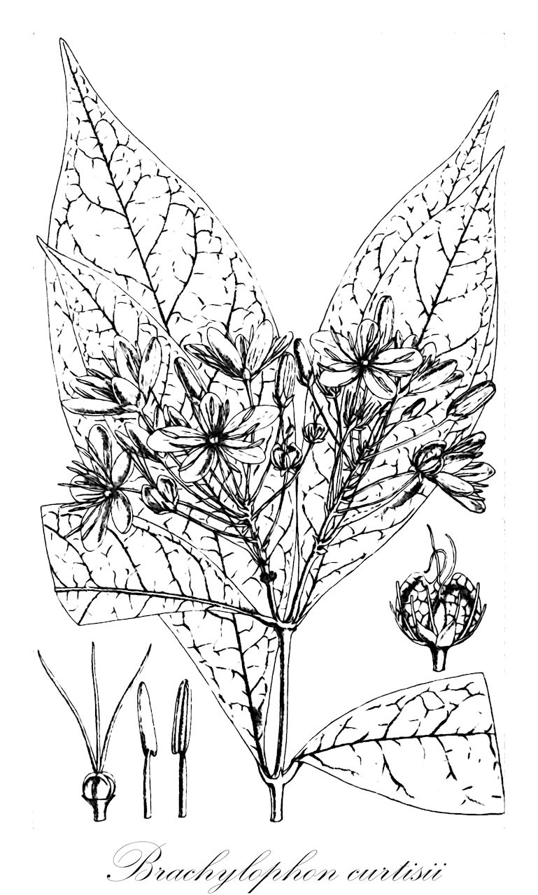 Brachylophon curtisii - Malpighiaceae,Plantae,Pteridobiotina,Angiosperms,Malpighiales,Malpighiaceae,Brachylophon,Brachylophon curtisii,Brachylophon curtisii var. hullettii, Brachylophon hulletti, Brachylophon scortechinii