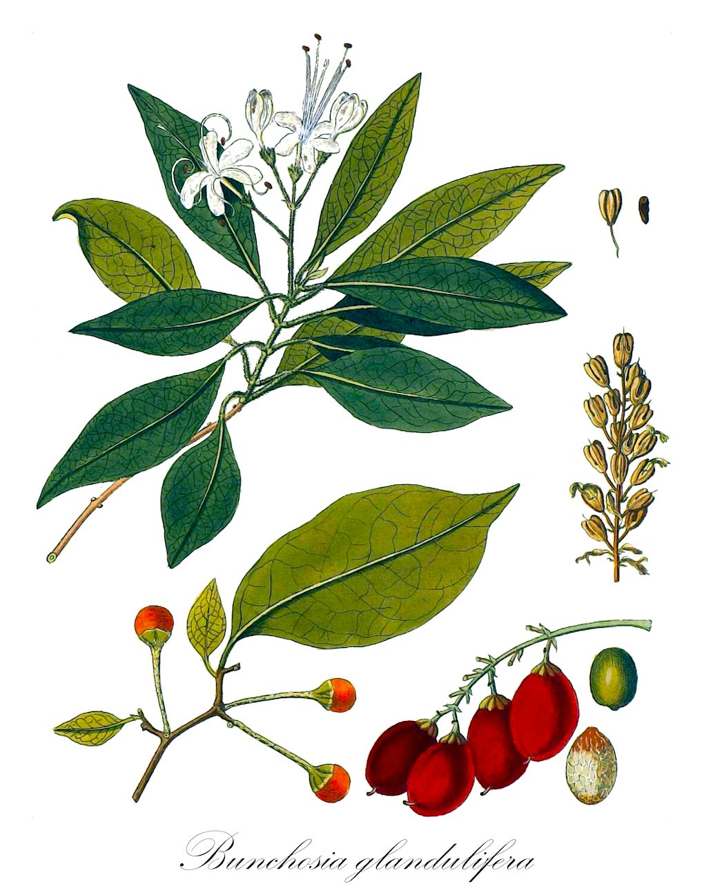Bunchosia glandulifera - Malpighiaceae,Plantae,Pteridobiotina,Angiosperms,Malpighiales,Malpighiaceae,Bunchosia,Bunchosia glandulifera,Bunchosia emarginata var. martinicensis, Bunchosia hypoleuca, Bunchosia martinicensis, Malpighia glandulifera, Malpighia platyphylla