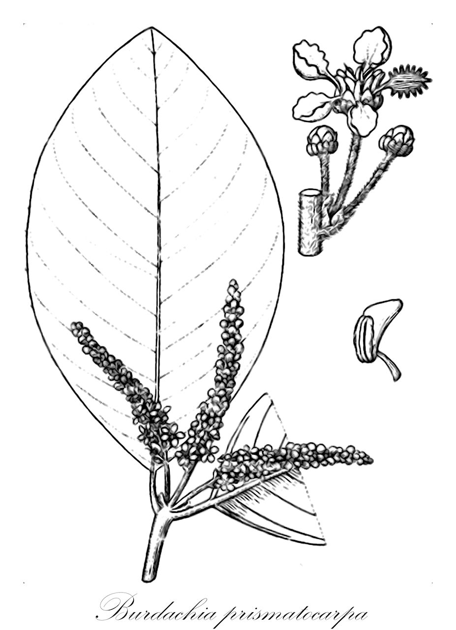 Burdachia prismatocarpa - Malpighiaceae,Plantae,Pteridobiotina,Angiosperms,Malpighiales,Malpighiaceae,Burdachia,Burdachia prismatocarpa,Bunchosia palustris, Burdachia prismatocarpa f. intermedia, Burdachia prismatocarpa f. spruceana, Burdachia prismatocarpa var. argutivenosa, Burdachia prismatocarpa var. prismatocarpa, Burdachia prismatocarpa var. pyramidata, Burdachia pyramidata, Burdachia williamsii