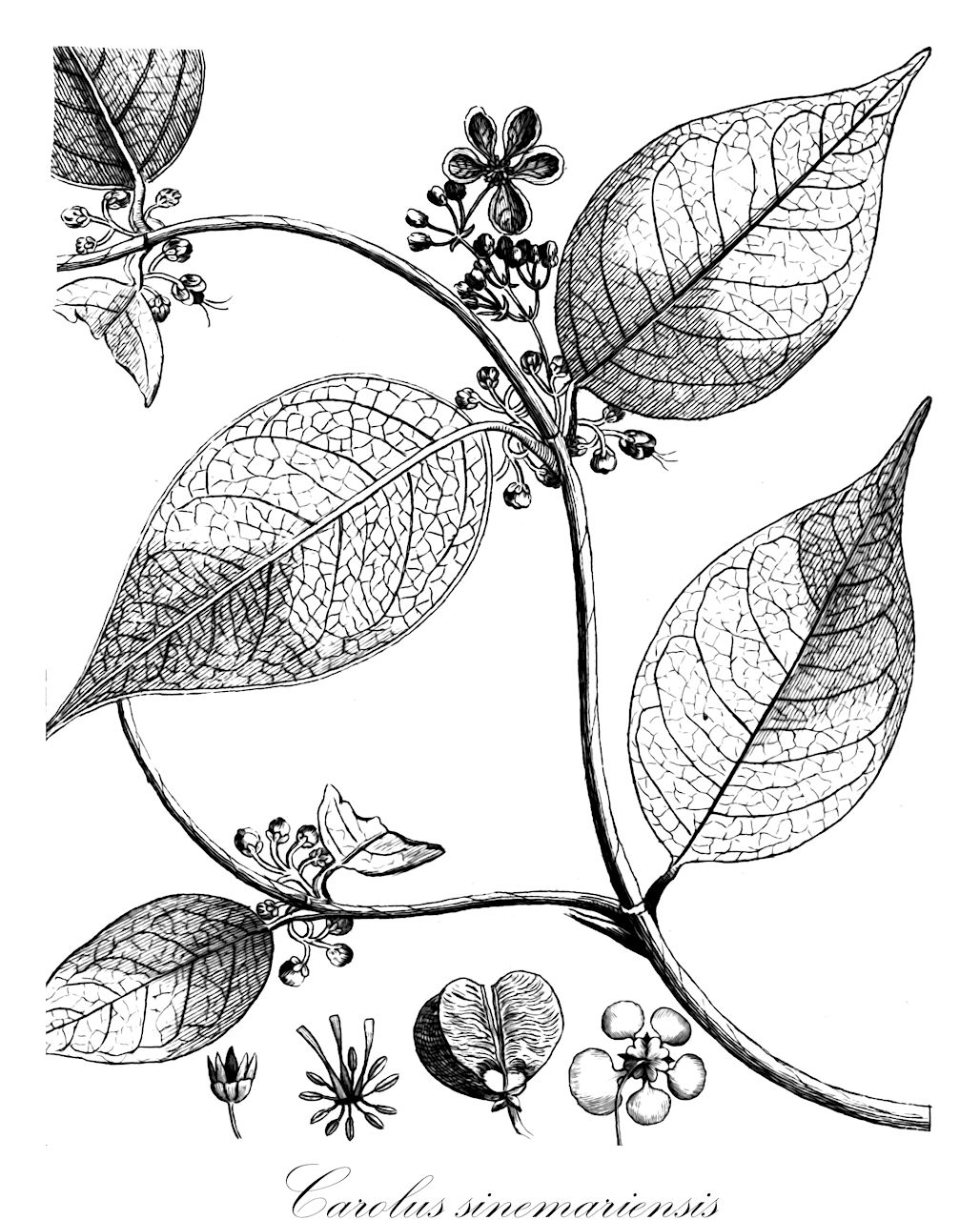 Carolus sinemariensis - Malpighiaceae,Plantae,Pteridobiotina,Angiosperms,Malpighiales,Malpighiaceae,Carolus,Carolus sinemariensis,Banisteria sinemariensis, Banisteria volubilis, Byrsonima volubilis, Hiraea schizoptera, Hiraea simsiana, Malpighia volubilis, Mascagnia hondensis, Mascagnia schizoptera, Mascagnia simsiana, Mascagnia sinemariensis, Mascagnia volubilis