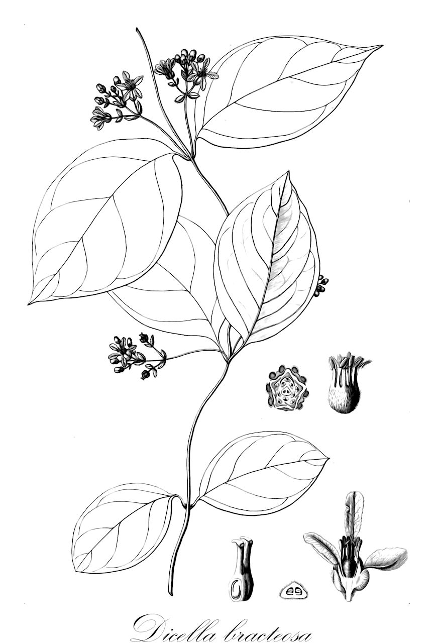Dicella bracteosa - Malpighiaceae,Plantae,Pteridobiotina,Angiosperms,Malpighiales,Malpighiaceae,Dicella,Dicella bracteosa,Bunchosia bracteosa, Bunchosia holosericea, Dicella bracteosa f. lancifolia, Dicella bracteosa var. holosericea, Dicella bracteosa var. subglabra, Dicella holosericea, Dicella holosericea var. argentea, Dicella lancifolia, Dicella ovatifolia