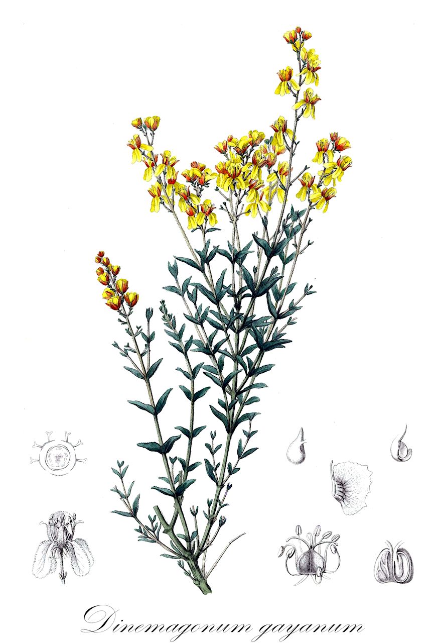 Dinemagonum gayanum - Malpighiaceae,Plantae,Pteridobiotina,Angiosperms,Malpighiales,Malpighiaceae,Dinemagonum,Dinemagonum gayanum,Dinemagonum albicaule, Dinemagonum bridgesianum, Dinemagonum bridgesianum f. glandulosobracteolata, Dinemagonum bridgesianum var. parvifolium, Dinemagonum gayanum var. albicaule, Dinemagonum gayanum var. bridgesianum, Dinemagonum maculigerum