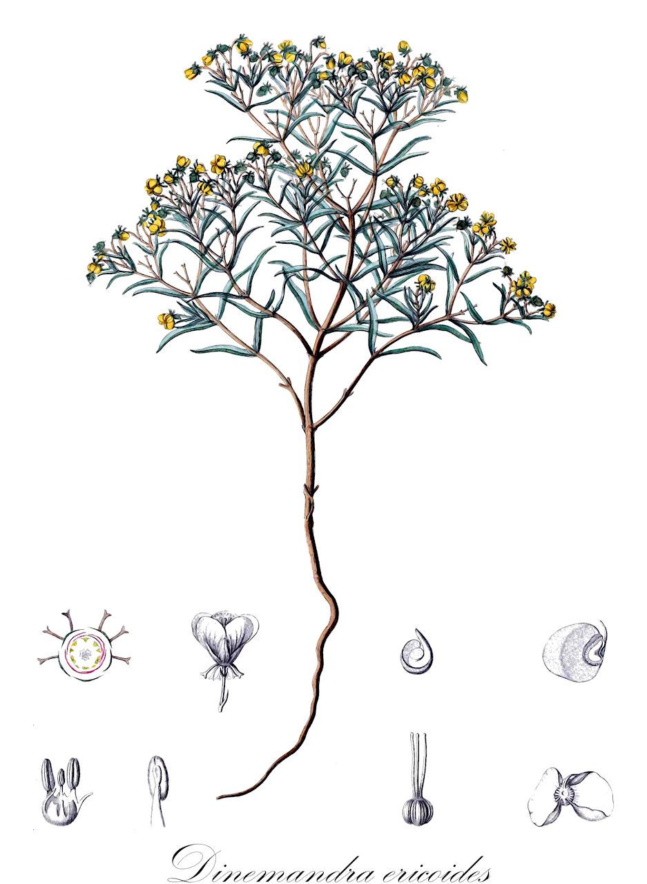 Dinemandra ericoides - Malpighiaceae,Plantae,Pteridobiotina,Angiosperms,Malpighiales,Malpighiaceae,Dinemandra,Dinemandra ericoides,Dinemandra ericoides var. triandra, Dinemandra glaberrima, Dinemandra ramosissima, Dinemandra strigosa, Dinemandra subaptera