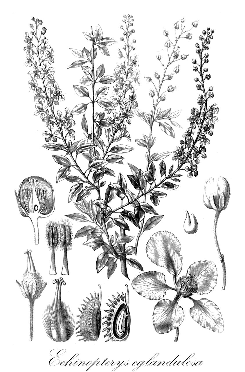 Echinopterys eglandulosa - Malpighiaceae,Plantae,Pteridobiotina,Angiosperms,Malpighiales,Malpighiaceae,Echinopterys,Echinopterys eglandulosa,Coelostylis glandulosa, Echinopterys lappula