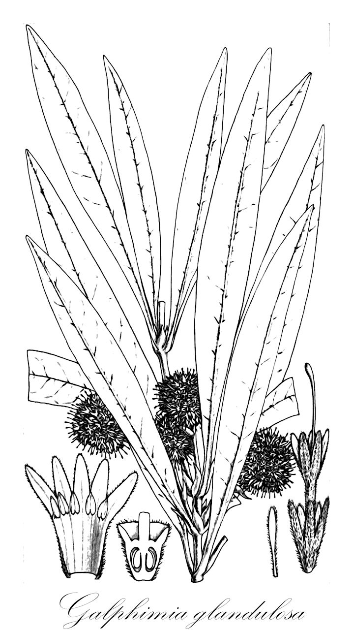 Galphimia glandulosa - Malpighiaceae,Plantae,Pteridobiotina,Angiosperms,Malpighiales,Malpighiaceae,Galphimia,Galphimia glandulosa,Galphimia biglandulosa, Galphimia glandulosa var. lanceolata, Galphimia glandulosa var. oblongifolia, Galphimia glandulosa var. ovalifolia, Galphimia palmeri, Malpighia biglandulosa, Thryallis dasycarpa, Thryallis glandulosa, Thryallis palmeri