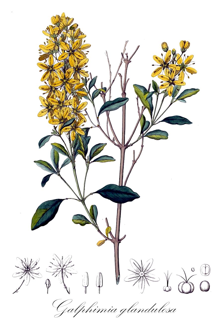 Galphimia glandulosa - Malpighiaceae,Plantae,Pteridobiotina,Angiosperms,Malpighiales,Malpighiaceae,Galphimia,Galphimia glandulosa,Galphimia biglandulosa, Galphimia glandulosa var. lanceolata, Galphimia glandulosa var. oblongifolia, Galphimia glandulosa var. ovalifolia, Galphimia palmeri, Malpighia biglandulosa, Thryallis dasycarpa, Thryallis glandulosa, Thryallis palmeri