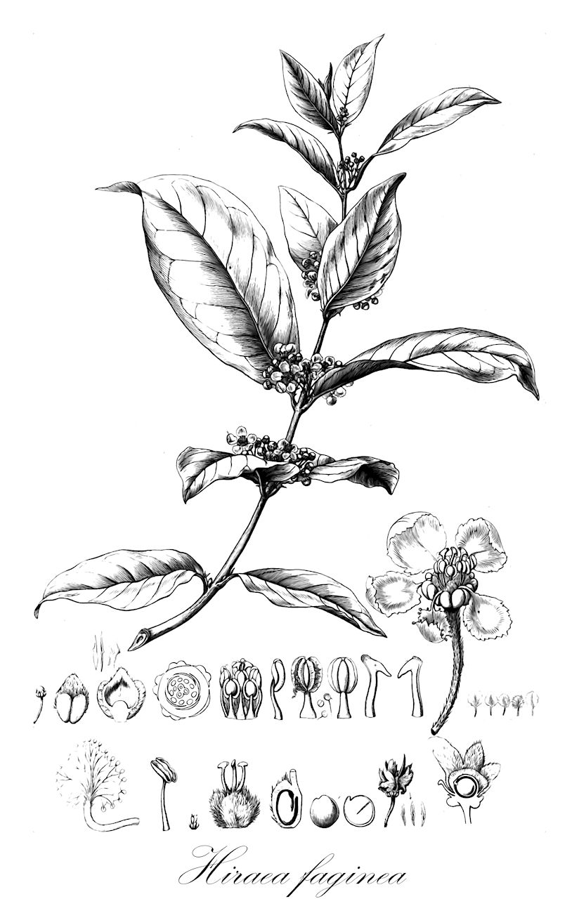 Hiraea faginea - Malpighiaceae,Plantae,Pteridobiotina,Angiosperms,Malpighiales,Malpighiaceae,Hiraea,Hiraea faginea,Hiraea chrysophylla, Hiraea chrysophylla var. argentata, Hiraea demerarensis, Hiraea faginea f. glandulifera, Hiraea fulgens, Hiraea fulgens var. demerarensis, Hiraea manzinellensis, Hiraea swarziana, Malpighia faginea