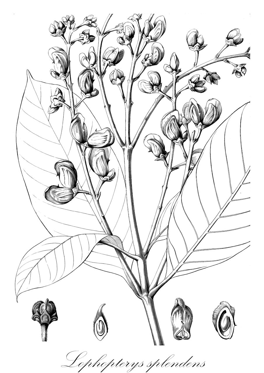 Lophopterys splendens - Malpighiaceae,Plantae,Pteridobiotina,Angiosperms,Malpighiales,Malpighiaceae,Lophopterys,Lophopterys splendens