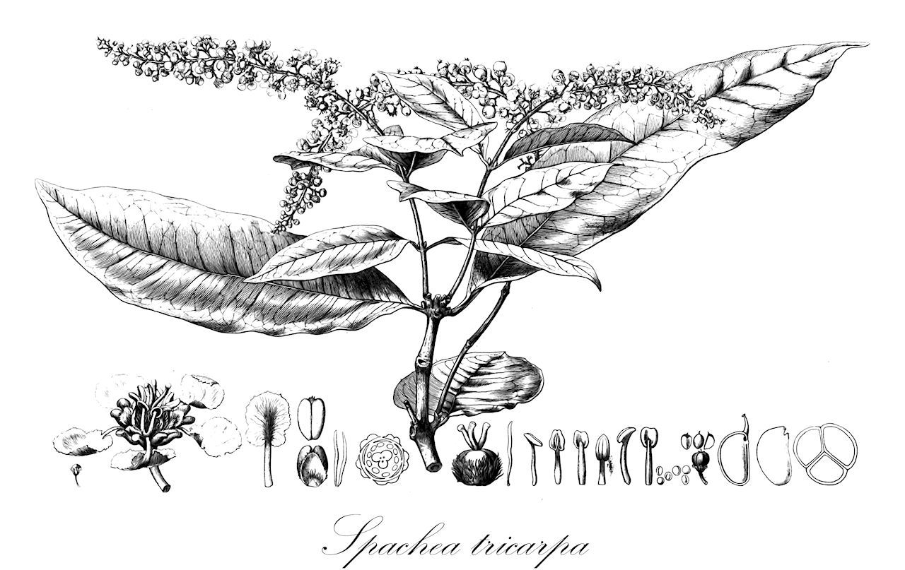 Spachea tricarpa - Malpighiaceae,Plantae,Pteridobiotina,Angiosperms,Malpighiales,Malpighiaceae,Spachea,Spachea tricarpa,Meckelia multiflora