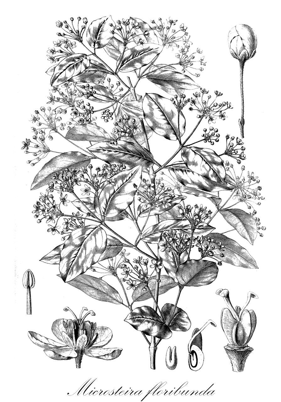 Microsteira floribunda - Malpighiaceae,Plantae,Pteridobiotina,Angiosperms,Malpighiales,Malpighiaceae,Microsteira,Microsteira floribunda,Aspidopterys floribunda, Aspidopterys glabriuscula var. brevicuspis, Triaspis floribunda