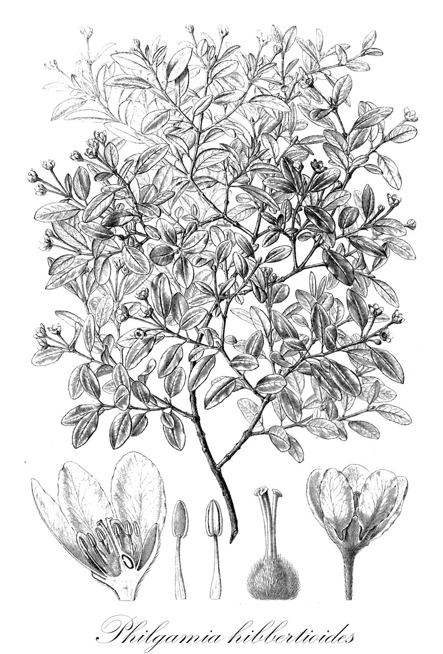 Philgamia hibbertioides - Malpighiaceae,Plantae,Pteridobiotina,Angiosperms,Malpighiales,Malpighiaceae,Philgamia,Philgamia hibbertioides,Sphedamnocarpus hibbertioides