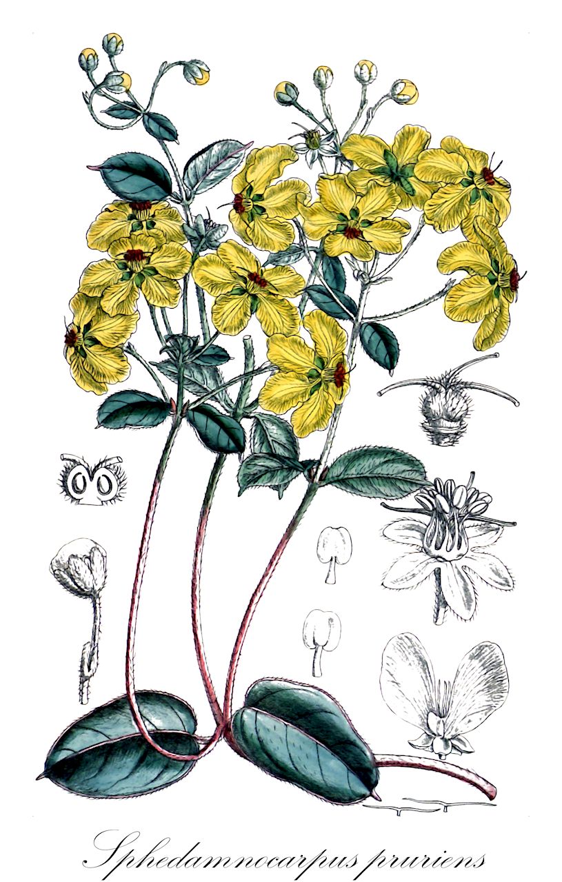 Sphedamnocarpus pruriens - Malpighiaceae,Plantae,Pteridobiotina,Angiosperms,Malpighiales,Malpighiaceae,Sphedamnocarpus,Sphedamnocarpus pruriens,Acridocarpus angolensis, Acridocarpus pruriens, Anomalopterys angolensis, Anomalopterys pruriens, Sphedamnocarpus latifolia, Sphedamnocarpus pruriens var. pruriens, Sphedamnocarpus pulcherrimus, Sphedamnocarpus wilmsii