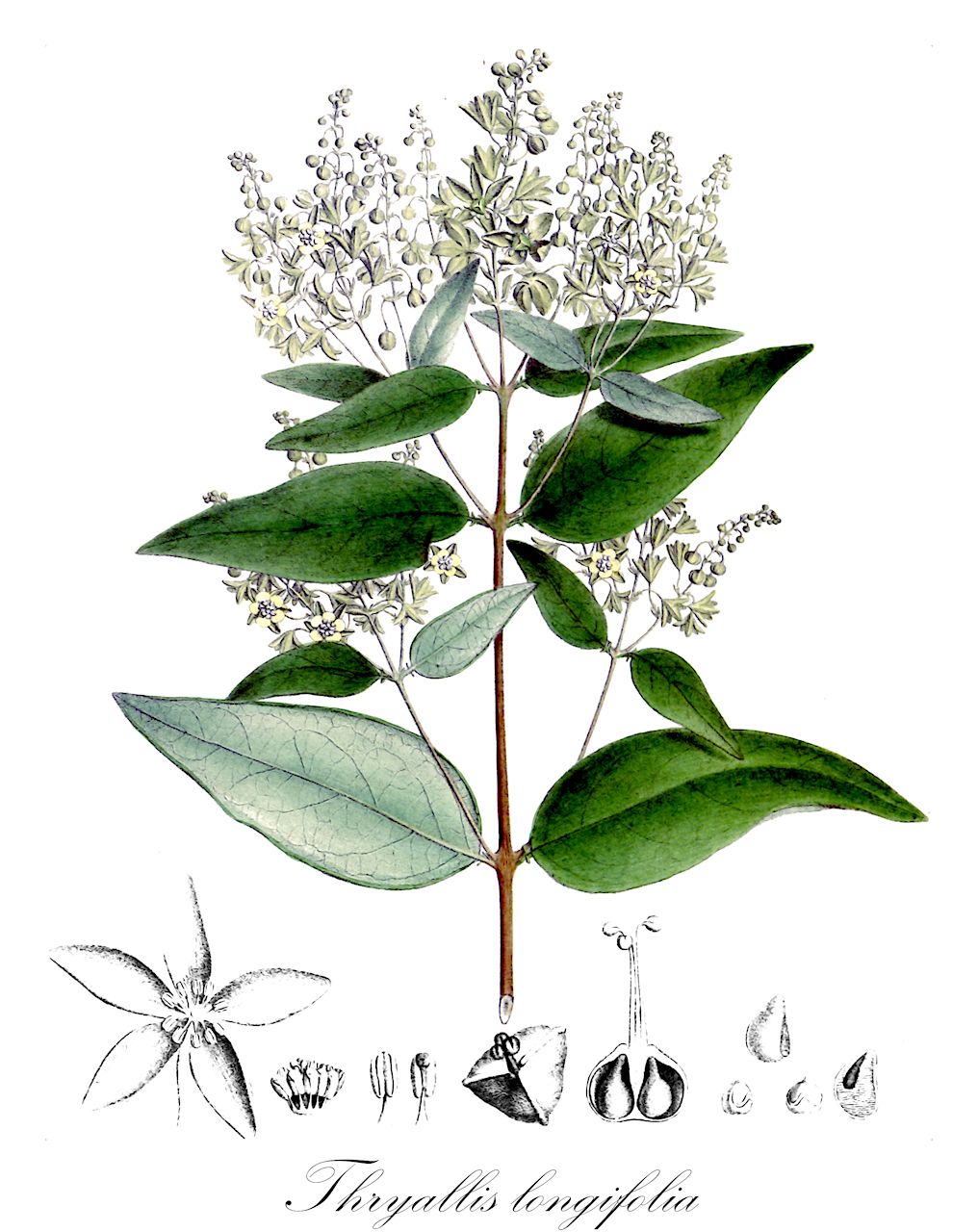 Thryallis longifolia - Malpighiaceae,Plantae,Pteridobiotina,Angiosperms,Malpighiales,Malpighiaceae,Thryallis,Thryallis longifolia,Hemsleyna longifolia