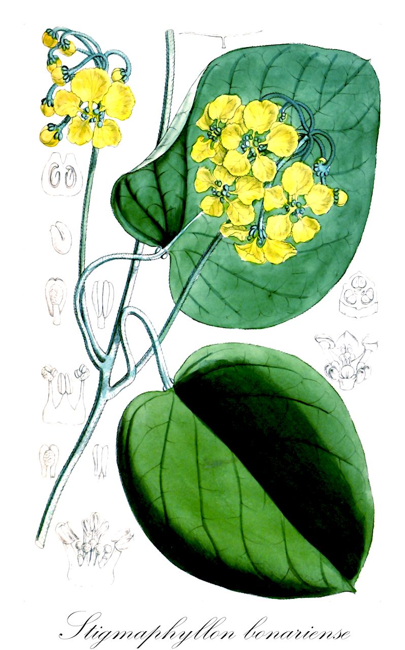 Stigmaphyllon bonariense - Malpighiaceae,Plantae,Pteridobiotina,Angiosperms,Malpighiales,Malpighiaceae,Stigmaphyllon,Stigmaphyllon bonariense,Banisteria bonariensis, Stigmaphyllon heterophyllum, Stigmaphyllon littorale, Stigmaphyllon littorale var. trilobum