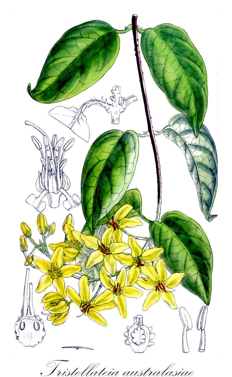 Tristellateia australasiae - Malpighiaceae,Plantae,Pteridobiotina,Angiosperms,Malpighiales,Malpighiaceae,Tristellateia,Tristellateia australasiae,Platynema laurifolium, Tristellateia australis, Tristellateia malintana, Tristellateia novaeguineensis