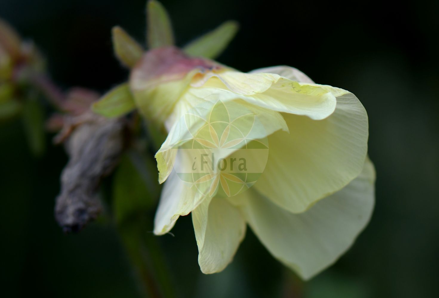 Foto von Abelmoschus esculentus (Fingereibisch). Das Bild zeigt Blatt und Bluete. Das Foto wurde in Düsseldorf, Nordrhein-Westfalen, Deutschland aufgenommen. ---- Photo of Abelmoschus esculentus (Fingereibisch). The image is showing leaf and flower. The picture was taken in Dusseldorf, North Rhine-Westphalia, Germany.(Abelmoschus esculentus,Fingereibisch,Abelmoschus esculentus,Hibiscus esculentus,Abelmoschus,Bisameibisch,Malvaceae,Malvengewächse,Mallow family,Blatt,Bluete,leaf,flower)