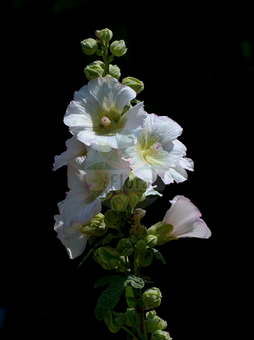 Foto von Alcea rosea (Gewöhnliche Stockrose - common hollyhock). Das Bild zeigt Blatt und Bluete. Das Foto wurde in Padova, Veneto, Italien aufgenommen. ---- Photo of Alcea rosea (Gewöhnliche Stockrose - common hollyhock). The image is showing leaf and flower. The picture was taken in Padova, Veneto, Italy.(Alcea rosea,Gewöhnliche Stockrose,common hollyhock,Alcea ficifolia,Alcea rosea,Althaea ficifolia,Althaea rosea,Gewoehnliche Stockrose,common hollyhock,Alcea,Malvaceae,Malvengewächse,Mallow family,Blatt,Bluete,leaf,flower)