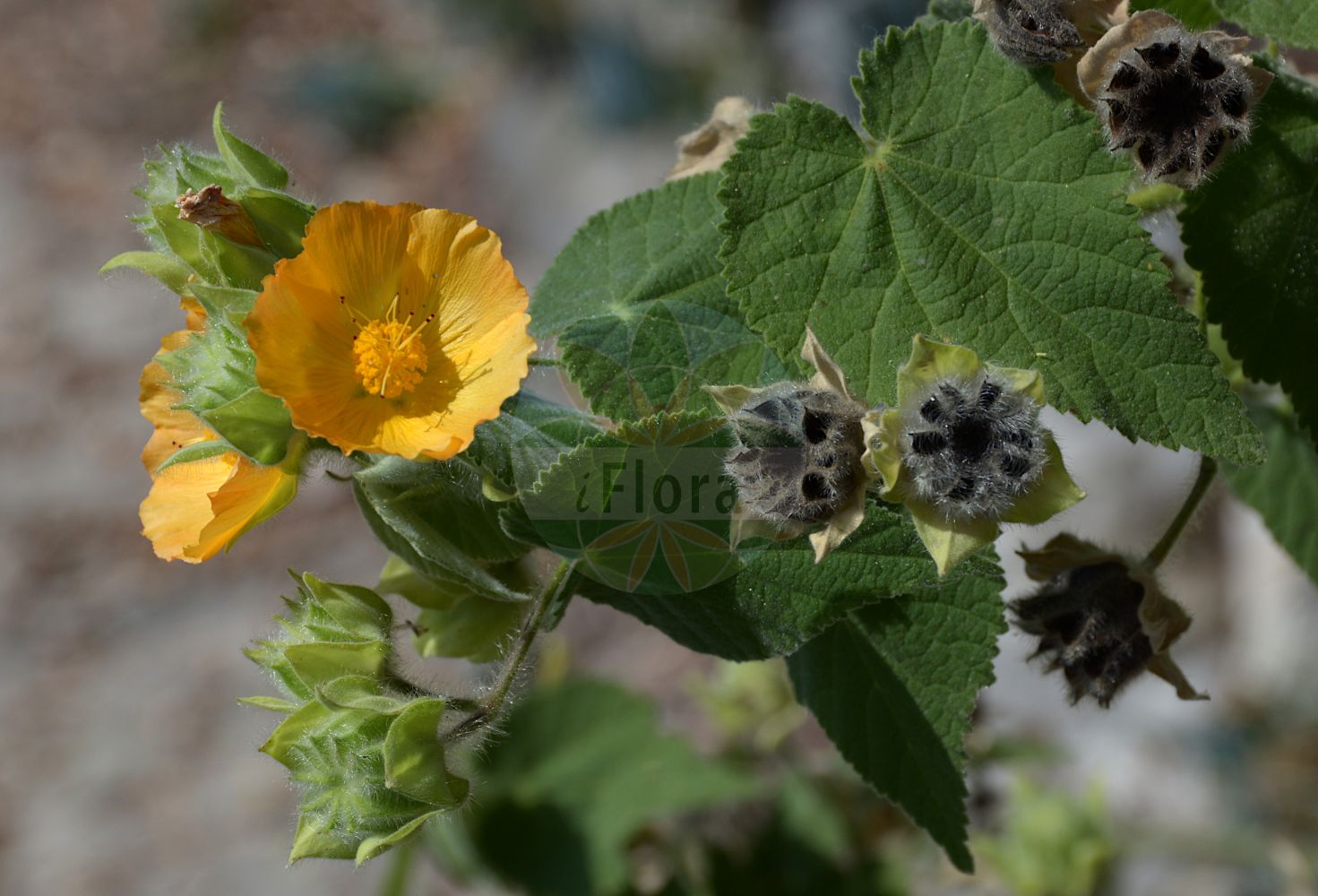 Foto von Abelmoschus esculentus. Das Bild zeigt Bluete. Das Foto wurde in Hanbury, Ventimiglia, Liguria, Italien aufgenommen. ---- Photo of Abelmoschus esculentus. The image is showing flower. The picture was taken in Hanbury, Ventimiglia, Liguria, Italy.(Abelmoschus esculentus,Abelmoschus esculentus,Hibiscus esculentus,Abelmoschus,Malvaceae,Malvengewächse,Mallow family,Bluete,flower)