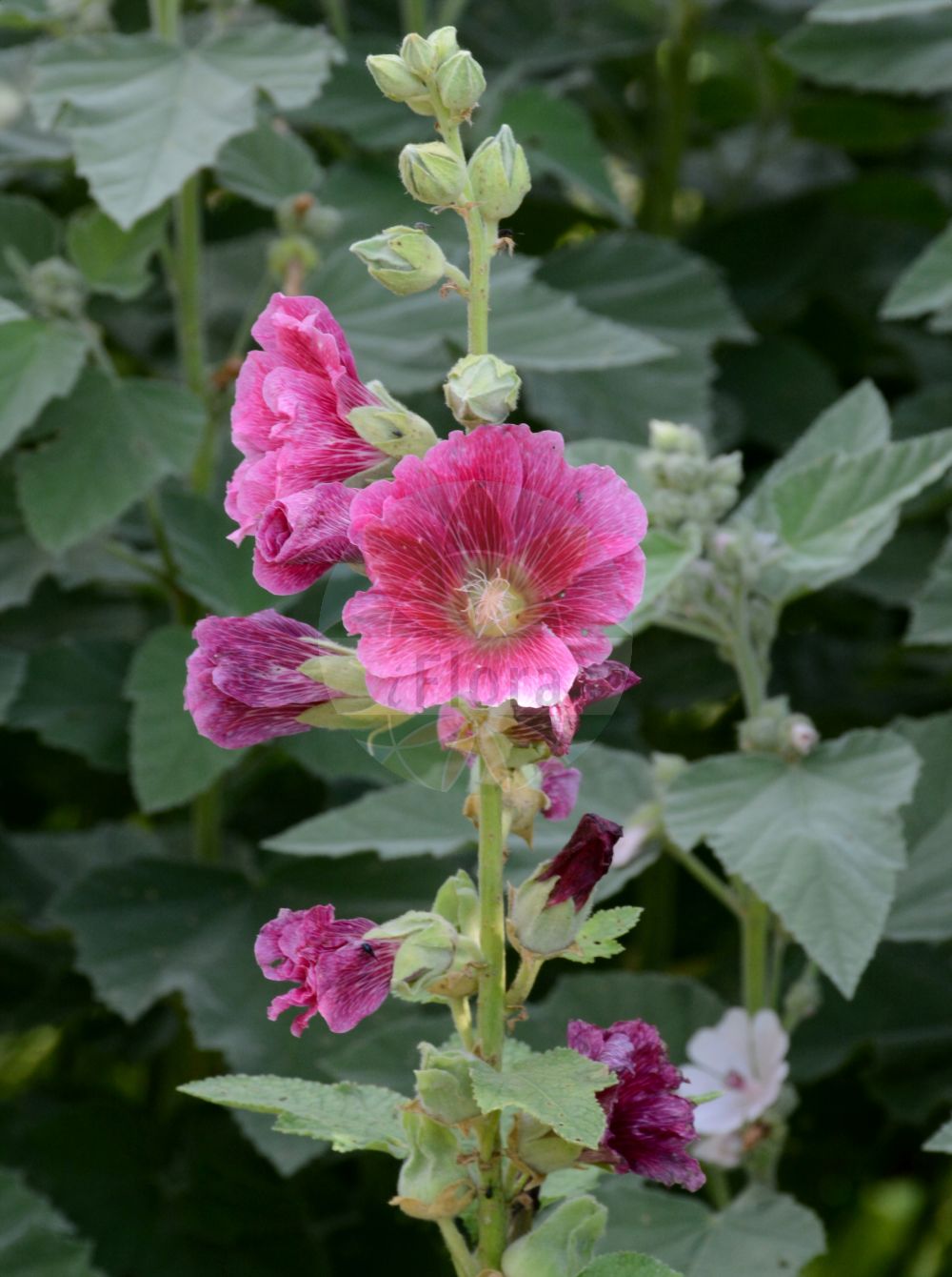 Foto von Alcea rosea (Gewöhnliche Stockrose - common hollyhock). Das Bild zeigt Bluete. Das Foto wurde in Tübingen, Baden-Württemberg, Deutschland aufgenommen. ---- Photo of Alcea rosea (Gewöhnliche Stockrose - common hollyhock). The image is showing flower. The picture was taken in Tuebingen, Baden-Wuerttemberg, Germany.(Alcea rosea,Gewöhnliche Stockrose,common hollyhock,Alcea ficifolia,Alcea rosea,Althaea ficifolia,Althaea rosea,Gewoehnliche Stockrose,common hollyhock,Alcea,Malvaceae,Malvengewächse,Mallow family,Bluete,flower)