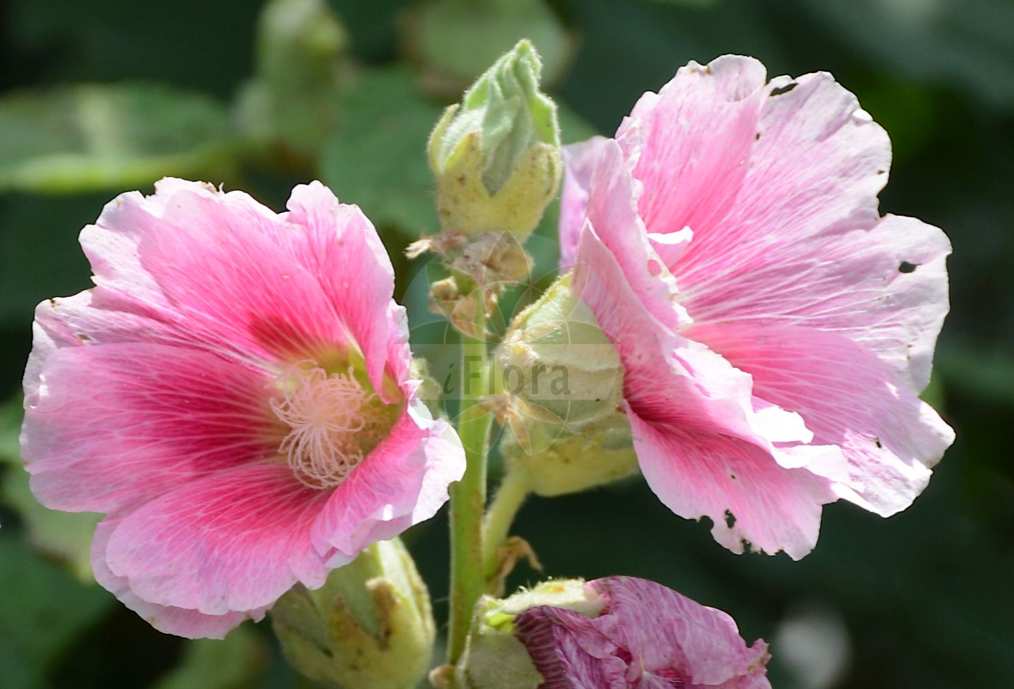 Foto von Alcea rosea (Gewöhnliche Stockrose - common hollyhock). Das Bild zeigt Blatt und Bluete. Das Foto wurde in Tübingen, Baden-Württemberg, Deutschland aufgenommen. ---- Photo of Alcea rosea (Gewöhnliche Stockrose - common hollyhock). The image is showing leaf and flower. The picture was taken in Tuebingen, Baden-Wuerttemberg, Germany.(Alcea rosea,Gewöhnliche Stockrose,common hollyhock,Alcea ficifolia,Alcea rosea,Althaea ficifolia,Althaea rosea,Gewoehnliche Stockrose,common hollyhock,Alcea,Malvaceae,Malvengewächse,Mallow family,Blatt,Bluete,leaf,flower)