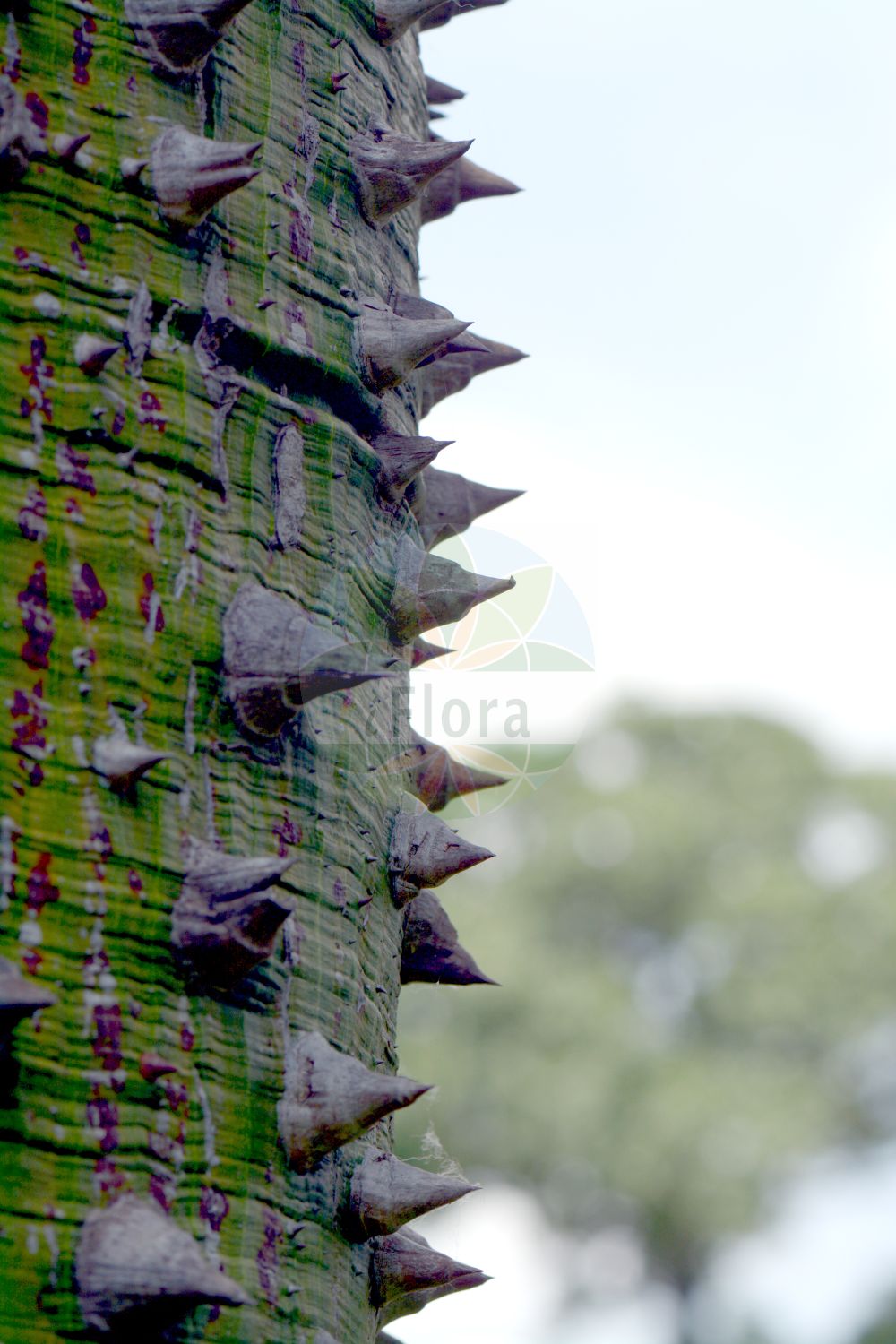 Foto von Ceiba speciosa. Das Bild zeigt Borke und Dorn. Das Foto wurde in Napoli, Campania, Italien aufgenommen. ---- Photo of Ceiba speciosa. The image is showing bark and thorn. The picture was taken in Napoli, Campania, Italy.(Ceiba speciosa,Ceiba,Malvaceae,Malvengewächse,Mallow family,Borke,Dorn,bark,thorn)