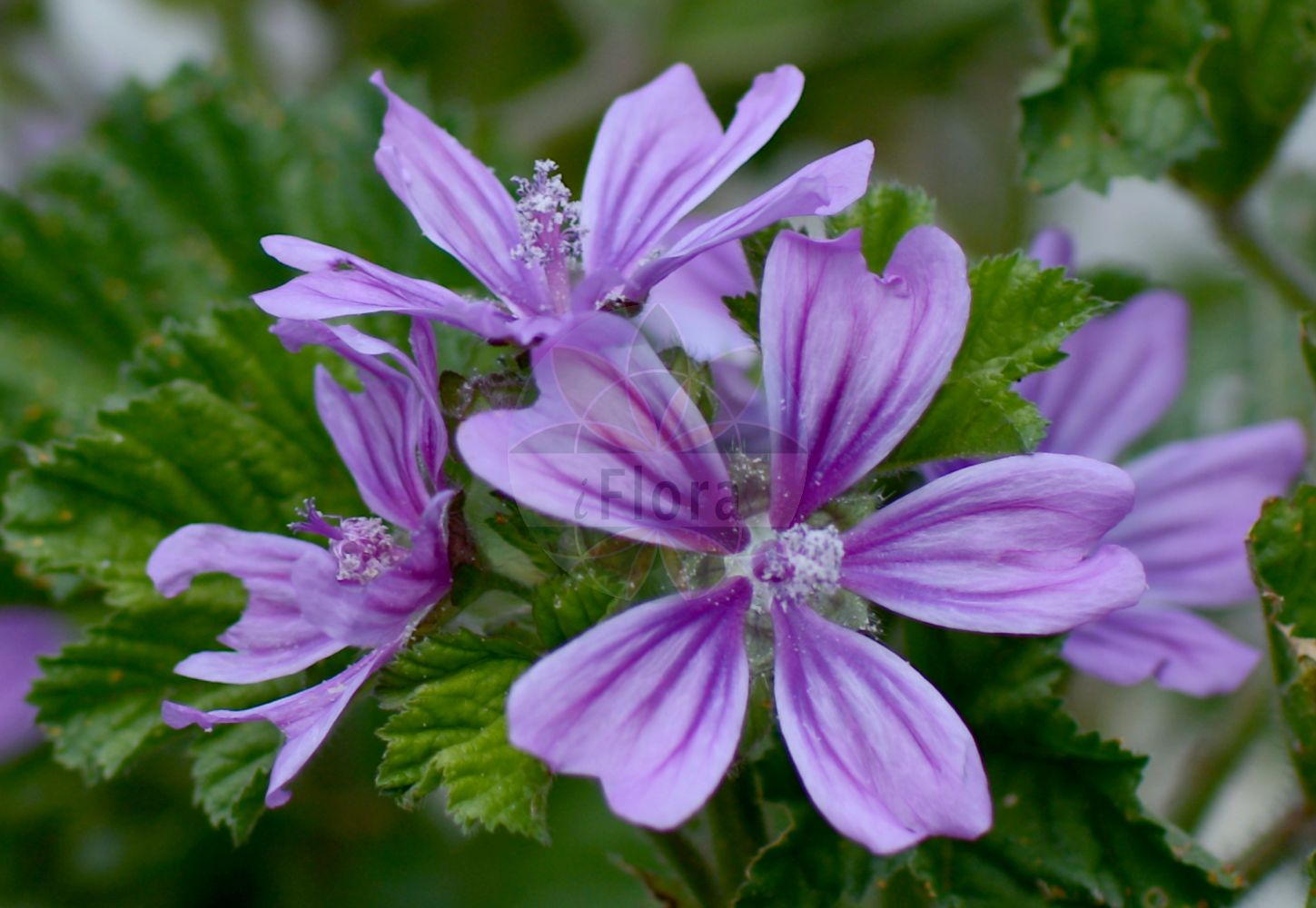 Foto von Malva sylvestris (Wald-Malve - Common Mallow). Das Bild zeigt Blatt und Bluete. Das Foto wurde in Monte Bondeone, Provincia Autonoma di Trento, Italien, Alpen aufgenommen. ---- Photo of Malva sylvestris (Wald-Malve - Common Mallow). The image is showing leaf and flower. The picture was taken in Monte Bondeone, Provincia Autonoma di Trento, Italy, Alps.(Malva sylvestris,Wald-Malve,Common Mallow,Malva ambigua,Malva erecta,Malva erevaniana,Malva grossheimii,Malva hirsuta,Malva mauritiana,Malva sylvestris,Malva tomentella,Wald-Malve,Grosse Kaesepappel,Mauretanische Malve,Ross-Pappel,Common Mallow,High Mallow,Large-flowered Mallow,Tall Mallow,Malva,Malve,Mallow,Malvaceae,Malvengewächse,Mallow family,Blatt,Bluete,leaf,flower)