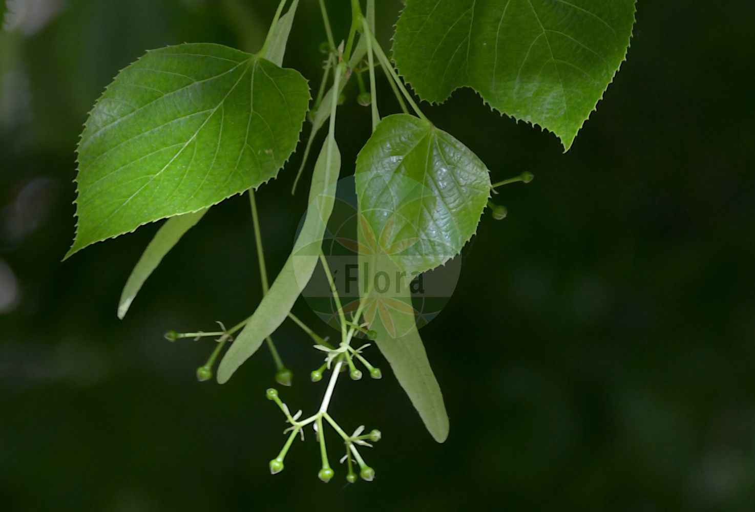 Foto von Tilia euchlora. Das Bild zeigt Blatt, Bluete und Frucht. Das Foto wurde in Uppsala, Schweden aufgenommen. ---- Photo of Tilia euchlora. The image is showing leaf, flower and fruit. The picture was taken in Uppsala, Sweden.(Tilia euchlora,Tilia euchlora,Tilia,Linde,Lime,Malvaceae,Malvengewächse,Mallow family,Blatt,Bluete,Frucht,leaf,flower,fruit)