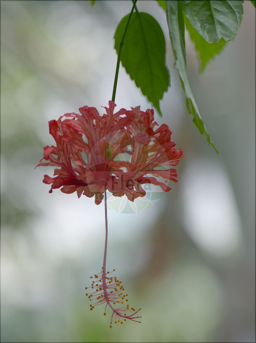 Foto von Hibiscus schizopetalus. Das Bild zeigt Blatt und Bluete. Das Foto wurde in Padova, Veneto, Italien aufgenommen. ---- Photo of Hibiscus schizopetalus. The image is showing leaf and flower. The picture was taken in Padova, Veneto, Italy.(Hibiscus schizopetalus,Hibiscus,Malvaceae,Malvengewächse,Mallow family,Blatt,Bluete,leaf,flower)