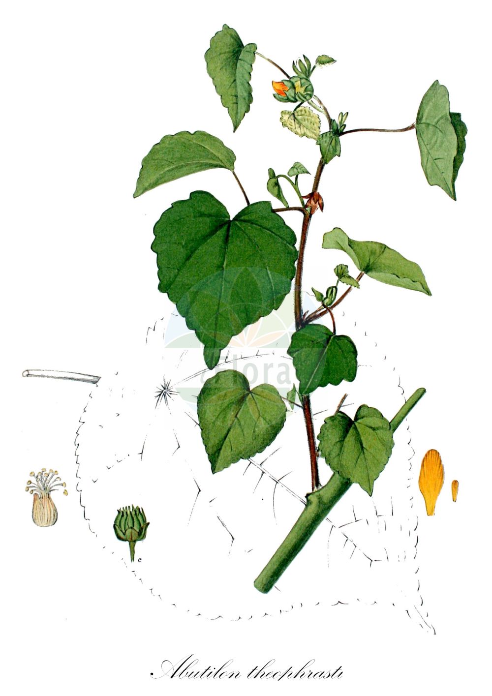 Historische Abbildung von Abutilon theophrasti (Chinesische Samtpappel - Velvetleaf). Das Bild zeigt Blatt, Bluete, Frucht und Same. ---- Historical Drawing of Abutilon theophrasti (Chinesische Samtpappel - Velvetleaf). The image is showing leaf, flower, fruit and seed.(Abutilon theophrasti,Chinesische Samtpappel,Velvetleaf,Abutilon avicennae,Abutilon theophrasti,Sida abutilon,Chinesische Samtpappel,Chinajute,Velvetleaf,Butter Print,China Jute,Chinese Lantern,Chingma Abutilon,Indian Mallow,Piemarker,Abutilon,Samtpappel,Indian Mallow,Malvaceae,Malvengewächse,Mallow family,Blatt,Bluete,Frucht,Same,leaf,flower,fruit,seed,Kops (1800-1934))