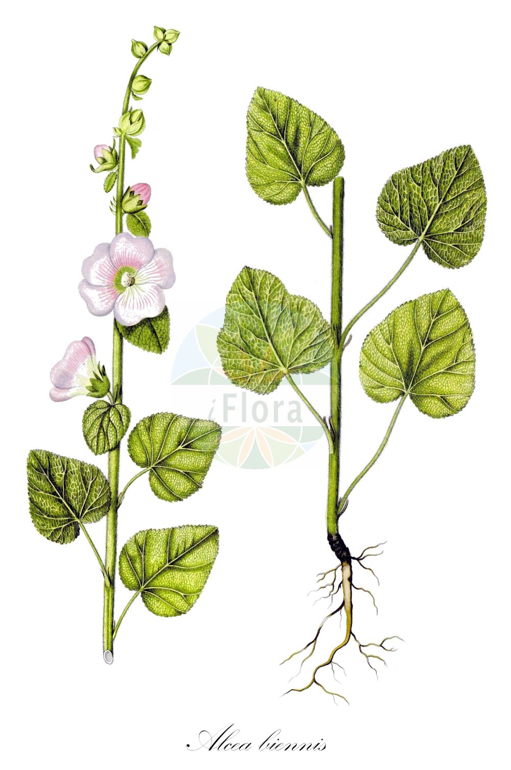 Historische Abbildung von Alcea biennis. Das Bild zeigt Blatt, Bluete, Frucht und Same. ---- Historical Drawing of Alcea biennis. The image is showing leaf, flower, fruit and seed.(Alcea biennis,Alcea biennis,Alcea pallida,Althaea biennis,Althaea pallida,Alcea,Malvaceae,Malvengewächse,Mallow family,Blatt,Bluete,Frucht,Same,leaf,flower,fruit,seed,Waldstein-Wartenberg & Kitaibel (1799-1812))