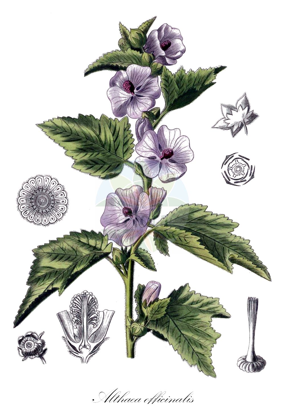 Historische Abbildung von Althaea officinalis (Echter Eibisch - Marsh-mallow). Das Bild zeigt Blatt, Bluete, Frucht und Same. ---- Historical Drawing of Althaea officinalis (Echter Eibisch - Marsh-mallow). The image is showing leaf, flower, fruit and seed.(Althaea officinalis,Echter Eibisch,Marsh-mallow,Althaea balearica,Althaea micrantha,Althaea officinalis,Althaea officinalis var. pseudoarmeniaca,Echter Eibisch,Marsh-mallow,Common Marshmallow,Althaea,Eibisch,Marshmallow,Malvaceae,Malvengewächse,Mallow family,Blatt,Bluete,Frucht,Same,leaf,flower,fruit,seed,Kohl (1891-1895))