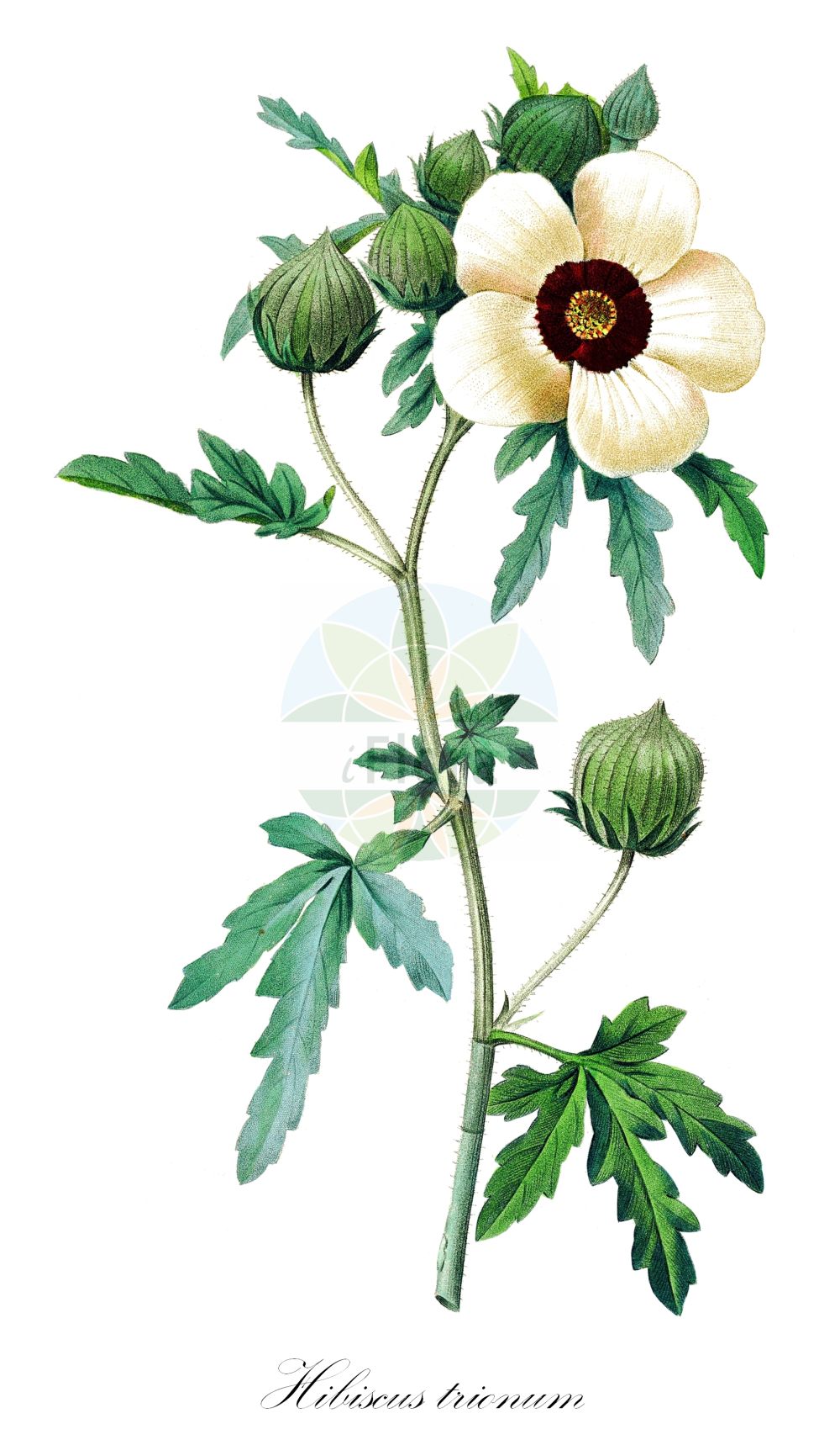 Historische Abbildung von Hibiscus trionum. Das Bild zeigt Blatt, Bluete, Frucht und Same. ---- Historical Drawing of Hibiscus trionum. The image is showing leaf, flower, fruit and seed.(Hibiscus trionum,Hibiscus ternatus,Hibiscus trionum,Hibiscus,Malvaceae,Malvengewächse,Mallow family,Blatt,Bluete,Frucht,Same,leaf,flower,fruit,seed,Redouté (1833))