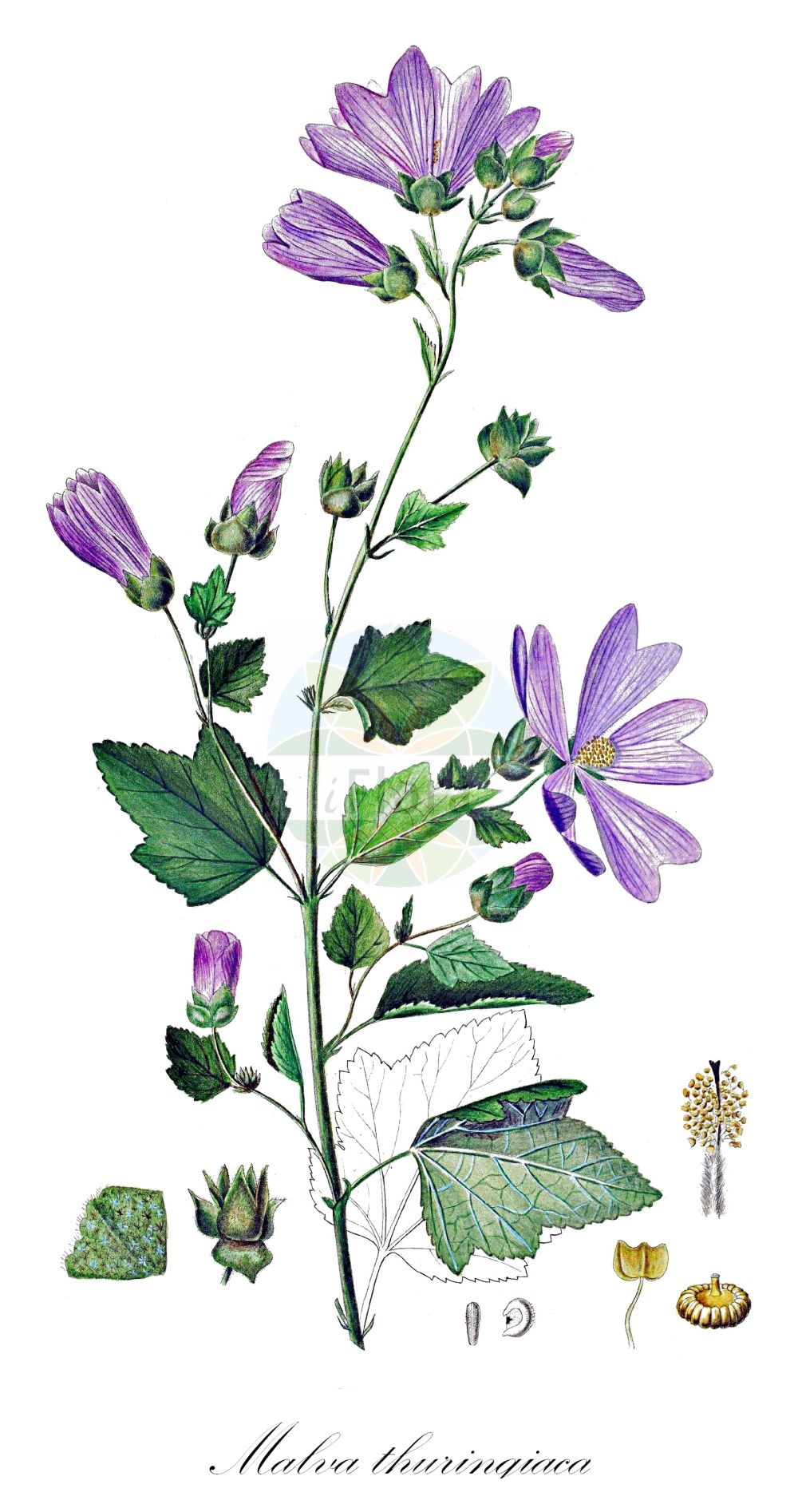 Historische Abbildung von Malva thuringiaca (Wald-Malve - Tree Lavatera). Das Bild zeigt Blatt, Bluete, Frucht und Same. ---- Historical Drawing of Malva thuringiaca (Wald-Malve - Tree Lavatera). The image is showing leaf, flower, fruit and seed.(Malva thuringiaca,Wald-Malve,Tree Lavatera,Lavatera thuringiaca,Malva thuringiaca,Wald-Malve,Lavatere,Thueringer Strauchpappel,Tree Lavatera,Malva,Malve,Mallow,Malvaceae,Malvengewächse,Mallow family,Blatt,Bluete,Frucht,Same,leaf,flower,fruit,seed,Oeder (1761-1883))