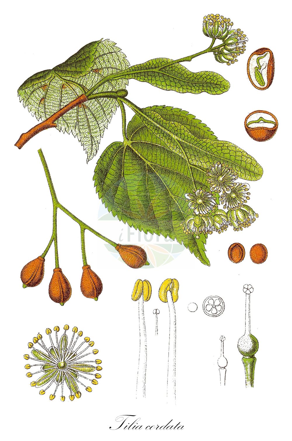 Historische Abbildung von Tilia cordata (Winter-Linde - Small-leaved Lime). Das Bild zeigt Blatt, Bluete, Frucht und Same. ---- Historical Drawing of Tilia cordata (Winter-Linde - Small-leaved Lime). The image is showing leaf, flower, fruit and seed.(Tilia cordata,Winter-Linde,Small-leaved Lime,Tilia cordata,Tilia officinarum,Tilia parvifolia,Tilia sylvestris,Tilia ulmifolia,Winter-Linde,Spaet-Linde,Wald-Linde,Small-leaved Lime,Bast,Littleleaf Linden,Small-leaved Linden,Tilia,Linde,Lime,Malvaceae,Malvengewächse,Mallow family,Blatt,Bluete,Frucht,Same,leaf,flower,fruit,seed,Sturm (1796f))