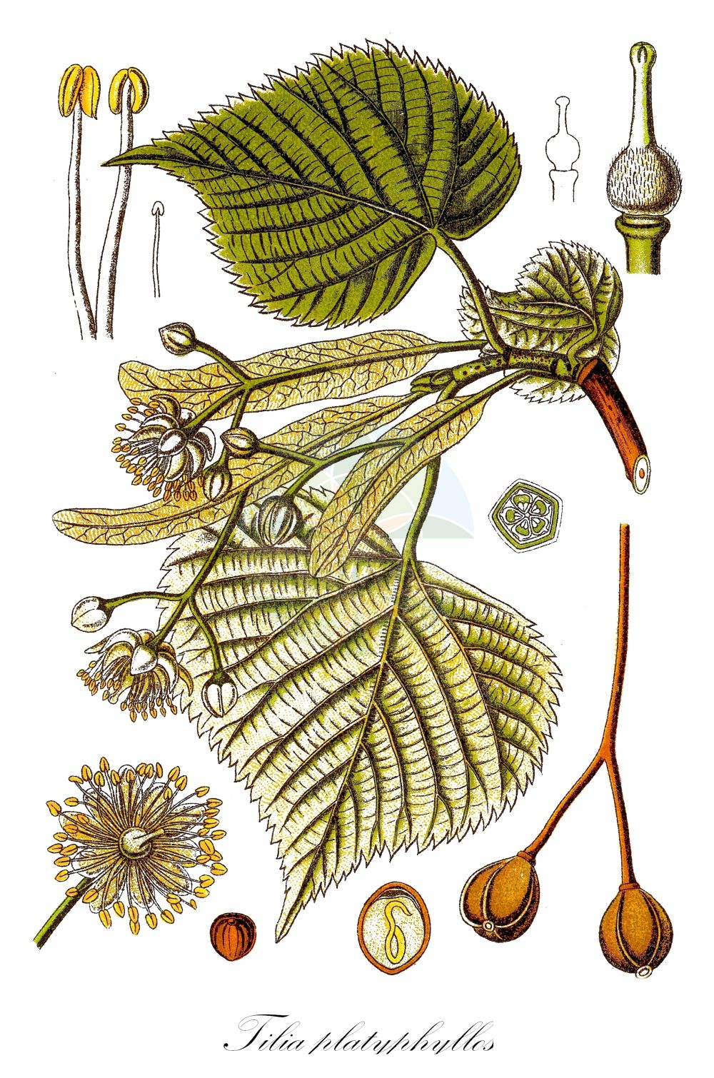 Historische Abbildung von Tilia platyphyllos (Sommer-Linde - Large-leaved Lime). Das Bild zeigt Blatt, Bluete, Frucht und Same. ---- Historical Drawing of Tilia platyphyllos (Sommer-Linde - Large-leaved Lime). The image is showing leaf, flower, fruit and seed.(Tilia platyphyllos,Sommer-Linde,Large-leaved Lime,Tilia braunii,Tilia cordifolia,Tilia corylifolia,Tilia flava,Tilia grandifolia,Tilia platyphyllos,Tilia praecox,Tilia pyramidalis,Tilia rubra,Tilia sitnensis,Sommer-Linde,Frueh-Linde,Gewoehnliche Sommer-Linde,Large-leaved Lime,Broad-leaved Lime,Largeleaf Linden,Large-leaved Linden,Tilia,Linde,Lime,Malvaceae,Malvengewächse,Mallow family,Blatt,Bluete,Frucht,Same,leaf,flower,fruit,seed,Sturm (1796f))