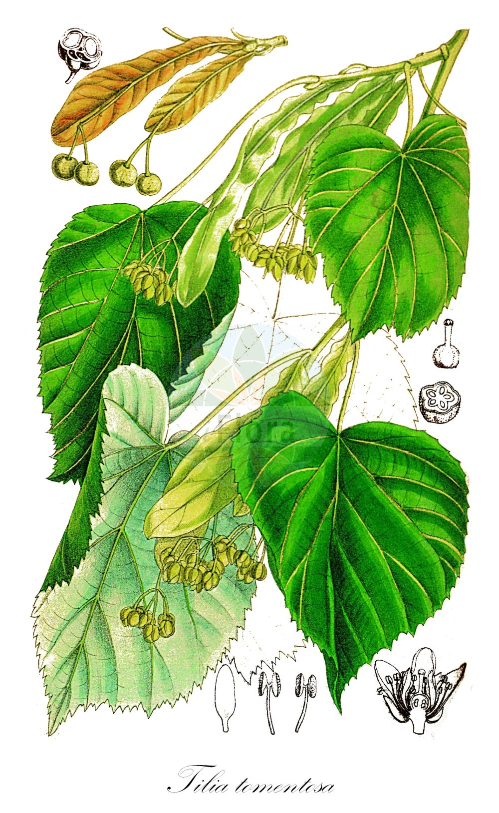 Historische Abbildung von Tilia tomentosa (Silber-Linde - Silver Lime). Das Bild zeigt Blatt, Bluete, Frucht und Same. ---- Historical Drawing of Tilia tomentosa (Silber-Linde - Silver Lime). The image is showing leaf, flower, fruit and seed.(Tilia tomentosa,Silber-Linde,Silver Lime,Tilia argentea,Tilia petiolaris,Tilia tomentosa,Silber-Linde,Silver Lime,European White Lime,Pendent Silver Linden,Silver Linden,Tilia,Linde,Lime,Malvaceae,Malvengewächse,Mallow family,Blatt,Bluete,Frucht,Same,leaf,flower,fruit,seed,Barnard (1884))