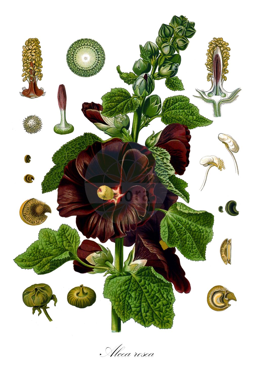 Historische Abbildung von Alcea rosea (Gewöhnliche Stockrose - common hollyhock). Das Bild zeigt Blatt, Bluete, Frucht und Same. ---- Historical Drawing of Alcea rosea (Gewöhnliche Stockrose - common hollyhock). The image is showing leaf, flower, fruit and seed.(Alcea rosea,Gewöhnliche Stockrose,common hollyhock,Alcea ficifolia,Alcea rosea,Althaea ficifolia,Althaea rosea,Gewoehnliche Stockrose,common hollyhock,Alcea,Malvaceae,Malvengewächse,Mallow family,Blatt,Bluete,Frucht,Same,leaf,flower,fruit,seed,Koehler (1883-1898))