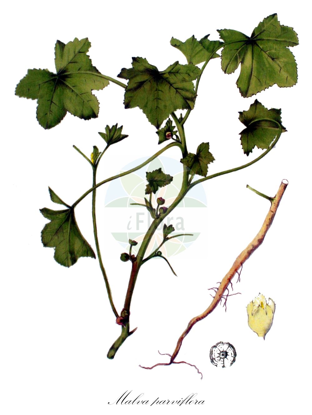 Historische Abbildung von Malva parviflora (Least Mallow). Das Bild zeigt Blatt, Bluete, Frucht und Same. ---- Historical Drawing of Malva parviflora (Least Mallow). The image is showing leaf, flower, fruit and seed.(Malva parviflora,Least Mallow,Malva microcarpa,Malva parviflora,Malva,Malve,Mallow,Malvaceae,Malvengewächse,Mallow family,Blatt,Bluete,Frucht,Same,leaf,flower,fruit,seed,Kops (1800-1934))