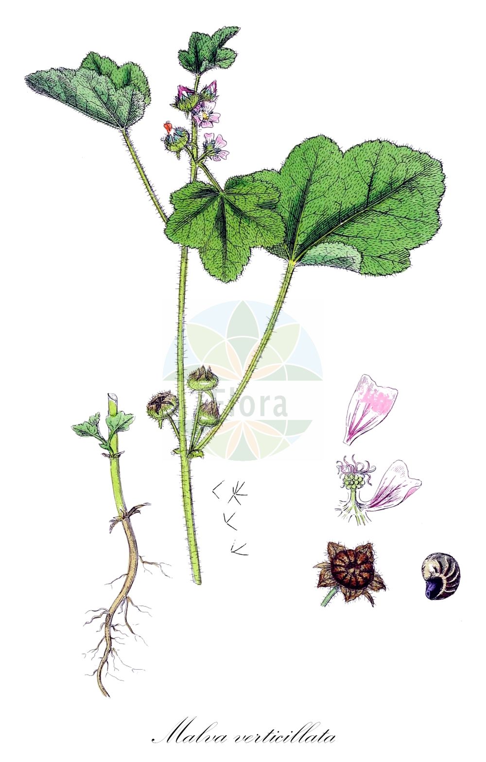 Historische Abbildung von Malva verticillata. Das Bild zeigt Blatt, Bluete, Frucht und Same. ---- Historical Drawing of Malva verticillata. The image is showing leaf, flower, fruit and seed.(Malva verticillata,Malva crispa,Malva meluca,Malva mohileviensis,Malva montana,Malva verticillata,Malva verticillata subsp. crispa,Malva,Malve,Mallow,Malvaceae,Malvengewächse,Mallow family,Blatt,Bluete,Frucht,Same,leaf,flower,fruit,seed,Sowerby (1790-1813))